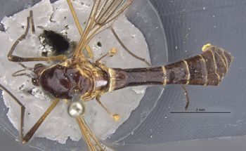 Media type: image;   Entomology 10330 Aspect: habitus dorsal view